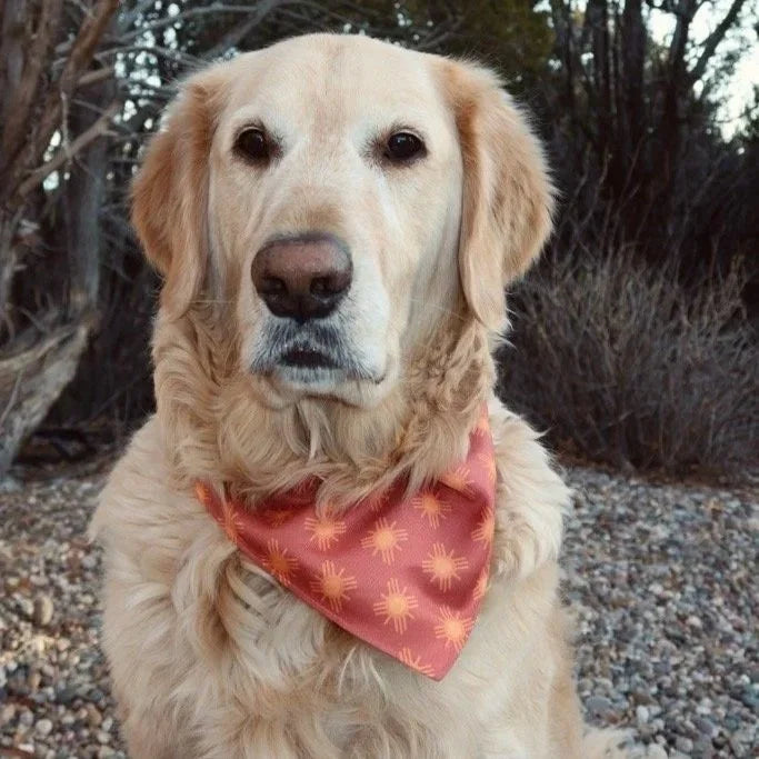 Good Boy Collar with Bandana